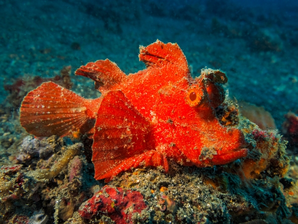LEMBEH