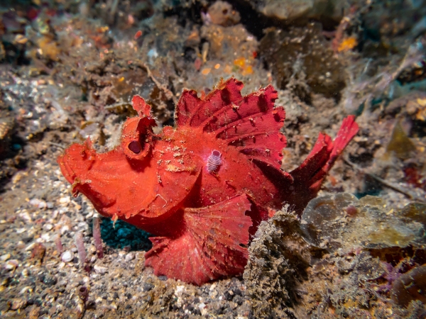 LEMBEH