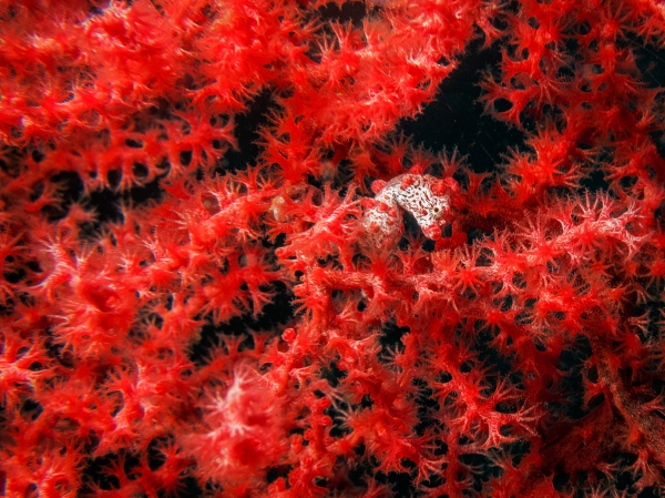 LEMBEH