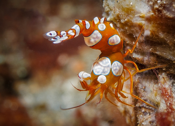 LEMBEH