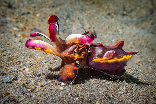LEMBEH