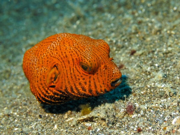 LEMBEH