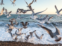 Brighton_Seagulls_Wildlife_Nature_Photographer_01