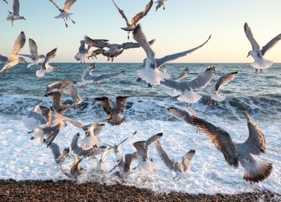 Brighton_Seagulls_Wildlife_Nature_Photographer_01