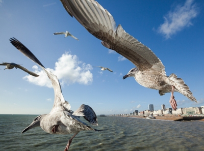 Brighton Seagulls - 5