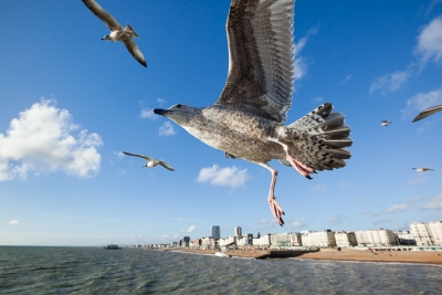 Brighton Seagulls - 10