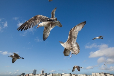 Brighton Seagulls - 12