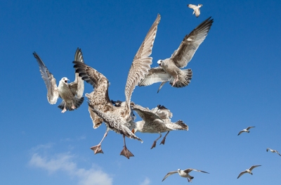 Brighton Seagulls - 4