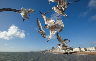 Brighton Seagulls - 13