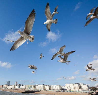 Brighton Seagulls - 20