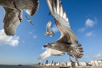Brighton Seagulls - 14