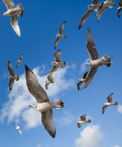 Brighton Seagulls - 21