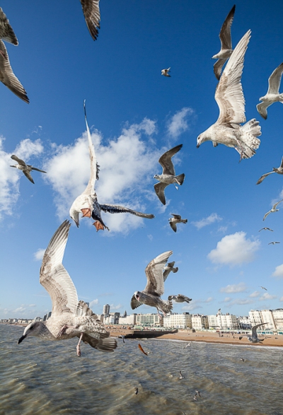 Brighton Seagulls - 7