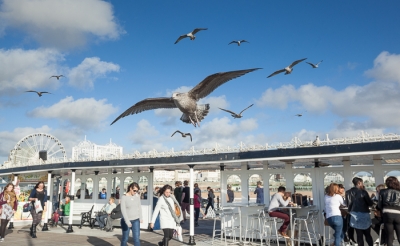 Brighton Seagulls - 15