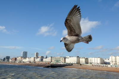 Brighton Seagulls - 16