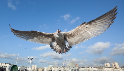 Brighton Seagulls - 17