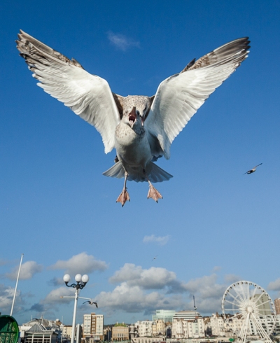 Brighton Seagulls - 6