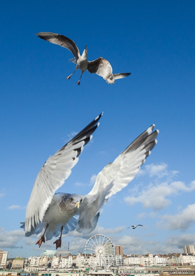 Brighton Seagulls - 8
