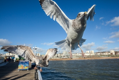 Brighton Seagulls - 18