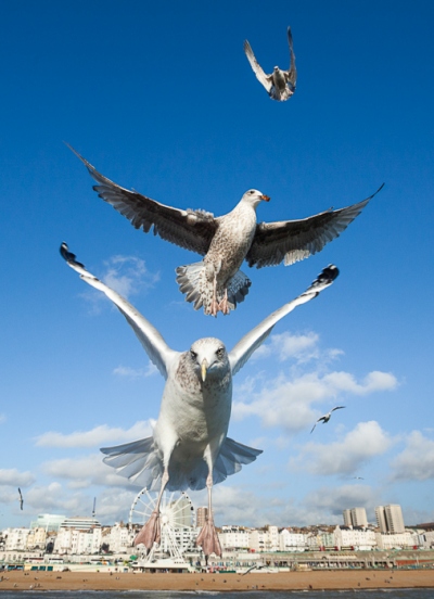 Brighton Seagulls - 9