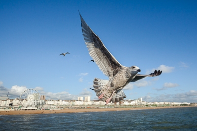 Brighton Seagulls - 19