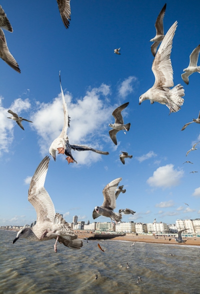 Brighton Seagulls - 7