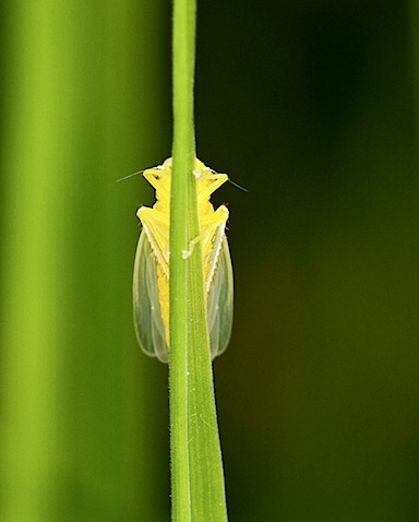 Leaf Hopper - Cicadella viridis