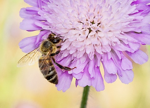 Honeybee - Apis mellifera